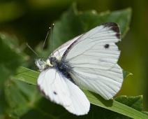 Rapssommerfugle hann overside   Gumøy, Kragerø, Parring, Pieris napi, Rapssommerfugl : Gumøy, Kragerø, Parring, Pieris napi, Rapssommerfugl