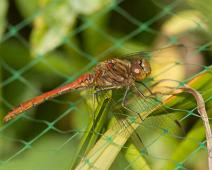 Rødbrun Høstlibelle   Rødbrun høstlibelle (Sympetrum striolatum) : Rødbrun høstlibelle (Sympetrum striolatum)