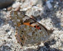 Tistelsommerfugl underside   Kragerø, Stråholmen, Tistelsommerfugl, Vanessa cardui : Kragerø, Stråholmen, Tistelsommerfugl, Vanessa cardui