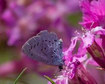 Vårblåvinge   Celastrina argiolus, Engtjæreblom, Kragerø, Sauholmen, Viscaria vulgaris, Vårblåvinge : Celastrina argiolus, Engtjæreblom, Kragerø, Sauholmen, Viscaria vulgaris, Vårblåvinge