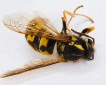 Veps   Insekter, Veps : Insekter, Veps