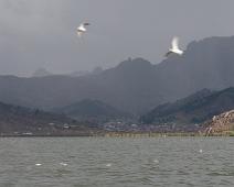 Andesmåke   Andean Gull (Larus serranus), Andesmåke, Peru, Titicaca lake : Andean Gull (Larus serranus), Andesmåke, Peru, Titicaca lake