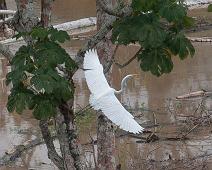 Egretthegre   Egretthegre, Grau, Great Egret (Ardea alba), Peru : Egretthegre, Grau, Great Egret (Ardea alba), Peru