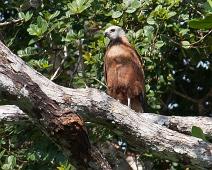 Fiskevåk   Black-collard hawk (Busarellus nigricollis), Fiskevåk, Peru, Yarapa river : Black-collard hawk (Busarellus nigricollis), Fiskevåk, Peru, Yarapa river