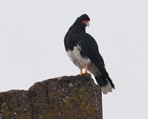 Fjellkarakara   Fjellkarakara, Mountain Caracara (Phalcoboenus megalopterus), Peru, Sillustani : Fjellkarakara, Mountain Caracara (Phalcoboenus megalopterus), Peru, Sillustani