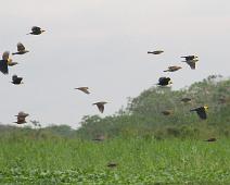 Gulhettetrupial   Gulhettetrupial, Maranon river, Peru, Yellow-hooded Blackbird (Chrysomus icterocephalus) : Gulhettetrupial, Maranon river, Peru, Yellow-hooded Blackbird (Chrysomus icterocephalus)