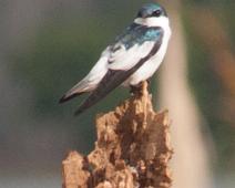 Hvitbremsvale   Hvitbremsvale, White-winged swallow (Tachycineta albiventer) : Hvitbremsvale, White-winged swallow (Tachycineta albiventer)