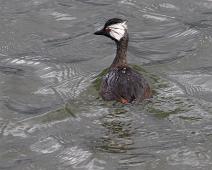 Hvitøredykker   Hvitøredykker, Peru, Titicaca lake, White-tufted Grebe (Rollandia rolland) : Hvitøredykker, Peru, Titicaca lake, White-tufted Grebe (Rollandia rolland)