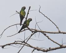 Hvitøreparakitt   Dusky-headed parakeet (Aratinga weddellii), Hvitøreparakitt : Dusky-headed parakeet (Aratinga weddellii), Hvitøreparakitt