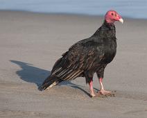 Kalkungribb   Kalkunkondor, Mancora, Peru, Playa de Los Organos, Turkey vulture (Cathartes aura) : Kalkunkondor, Mancora, Peru, Playa de Los Organos, Turkey vulture (Cathartes aura)