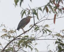 Krabbehegre   Krabbehegre, Peru, Striated Heron (Butorides striata), Yarapa river : Krabbehegre, Peru, Striated Heron (Butorides striata), Yarapa river
