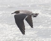 Ørkenmåke   Gray gull (Larus modestus), Mancora, Peru, Playa de Los Organos, Ørkenmåke : Gray gull (Larus modestus), Mancora, Peru, Playa de Los Organos, Ørkenmåke