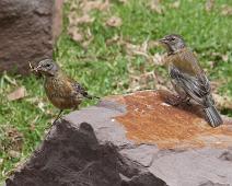 Peruandesspurv   Juvenile, Peru, Peruandesspurv, Peruvian Sierra-Finch (Phrygilus punensis), Taquile : Juvenile, Peru, Peruandesspurv, Peruvian Sierra-Finch (Phrygilus punensis), Taquile
