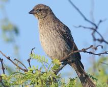 Piuraspurv   Cinereous finch (Piezorhina cinerea), Mancora, Peru, Piuraspurv, Playa de Los Organos, juvenile : Cinereous finch (Piezorhina cinerea), Mancora, Peru, Piuraspurv, Playa de Los Organos, juvenile