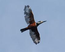 Ringisfugl   Peru, Ringed Kingfisher (Megaceryle torquata), Ringisfugl, Yarapa river : Peru, Ringed Kingfisher (Megaceryle torquata), Ringisfugl, Yarapa river