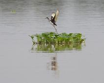 Rødflikbladhøne   Juvenile, Maranon river, Peru, Rødflikbladhøne, Wattled Jacana (Jacana jacana) : Juvenile, Maranon river, Peru, Rødflikbladhøne, Wattled Jacana (Jacana jacana)