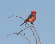 Rubintyrann   Mancora, Peru, Playa de Los Organos, Rubintyrann, Vermillion Flycatcher (Pyrocephalus rubinus) : Mancora, Peru, Playa de Los Organos, Rubintyrann, Vermillion Flycatcher (Pyrocephalus rubinus)