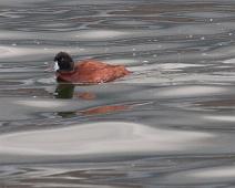 Stivhaleand   Peru, Ruddy duck (Oxyura jamaicensis), Stivhaleand, Titicaca lake : Peru, Ruddy duck (Oxyura jamaicensis), Stivhaleand, Titicaca lake