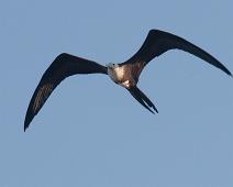 Storfregattfugl   Great Fregatebird (Fregata minor), Mancora, Peru, Playa de Los Organos, Storfregattfugl : Great Fregatebird (Fregata minor), Mancora, Peru, Playa de Los Organos, Storfregattfugl