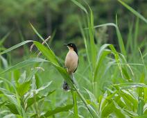 Svarthettesmett   Black-capped Donacobius (Donacobius atricapilla), Maranon river, Peru, Svarthettesmett : Black-capped Donacobius (Donacobius atricapilla), Maranon river, Peru, Svarthettesmett
