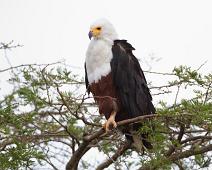 Flodørn   African Fish-Eagle, Haliaeetus vocifer, Queen Elizabeth NP : African Fish-Eagle, Haliaeetus vocifer, Queen Elizabeth NP