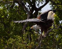 Flodørn lander   African Fish-Eagle, Haliaeetus vocifer, Murchinson Falls NP : African Fish-Eagle, Haliaeetus vocifer, Murchinson Falls NP