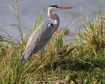 Gråhegre   Ardea cinerea, Gray heron, Murchinson Falls NP : Ardea cinerea, Gray heron, Murchinson Falls NP