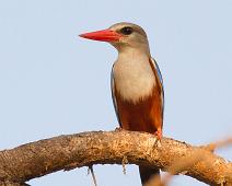 Gråhodeisfugl   Gray-headed Kingfisher, Halcyon leucocephala, Murchinson Falls NP : Gray-headed Kingfisher, Halcyon leucocephala, Murchinson Falls NP