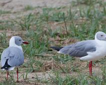 Gråhodemåke   Gray-headed Gull, Larus cirrocephalus, Queen Elizabeth NP : Gray-headed Gull, Larus cirrocephalus, Queen Elizabeth NP