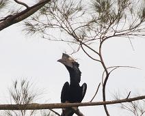Gråkinnhornfugl   Black-and-white-casqued Hornbill, Ceratogymna subcylindrica, Kampala, Uganda : Black-and-white-casqued Hornbill, Ceratogymna subcylindrica, Kampala, Uganda