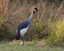 Gråkrontrane   Balearica regulorum, Gray Crowned-Crane, Murchinson Falls NP : Balearica regulorum, Gray Crowned-Crane, Murchinson Falls NP