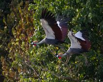 Gråkrontrane i flukt   Balearica regulorum, Gray Crowned-Crane, Murchinson Falls NP : Balearica regulorum, Gray Crowned-Crane, Murchinson Falls NP