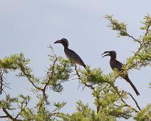 Gråtoko   African Gray Hornbill, Lake Mburo NP, Tockus nasutus : African Gray Hornbill, Lake Mburo NP, Tockus nasutus