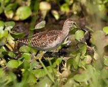 Grønnstilk   Murchinson Falls NP, Tringa glareola, Wood Sandpiper : Murchinson Falls NP, Tringa glareola, Wood Sandpiper