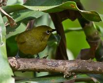 Gulbrillefugl   African Yellow White-eye, Bwindi, Uganda, Zosterops senegalensis : African Yellow White-eye, Bwindi, Uganda, Zosterops senegalensis