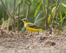 Gulerle   Motacilla flava, Queen Elizabeth NP, Yellow Wagtail : Motacilla flava, Queen Elizabeth NP, Yellow Wagtail
