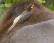 Gulnebboksehakker   Buphagus africanus, Queen Elizabeth NP, Yellow-billed Oxpecker : Buphagus africanus, Queen Elizabeth NP, Yellow-billed Oxpecker