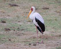 Gulnebbstork   Mycteria ibis, Queen Elizabeth NP, Yellow-billed Stork : Mycteria ibis, Queen Elizabeth NP, Yellow-billed Stork