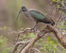 Hadadaibis   Hadada ibis (Bostrychia hagedash), Hadadaibis, Queen Elizabeth NP : Hadada ibis (Bostrychia hagedash), Hadadaibis, Queen Elizabeth NP