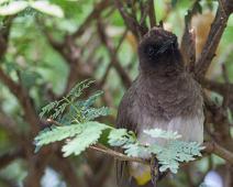 Hagebylbyl   Common Bulbul, Pycnonotus barbatus, Queen Elizabeth NP : Common Bulbul, Pycnonotus barbatus, Queen Elizabeth NP