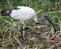 Helligibis   Queen Elizabeth NP, Sacred Ibis, Threskiornis aethiopicus : Queen Elizabeth NP, Sacred Ibis, Threskiornis aethiopicus
