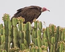 Hettegribb   Hooded Vulture, Necrosyrtes monachus, Queen Elizabeth NP : Hooded Vulture, Necrosyrtes monachus, Queen Elizabeth NP