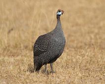 Hjelmperlehøne   Helmeted Guineafowl (Numida meleagris), Hjelmperlehøne, Murchinson Falls NP : Helmeted Guineafowl (Numida meleagris), Hjelmperlehøne, Murchinson Falls NP