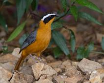 Hvitbryntrosteskvett   Cossypha heuglini, Queen Elizabeth NP, White-browed Robin-Chat : Cossypha heuglini, Queen Elizabeth NP, White-browed Robin-Chat
