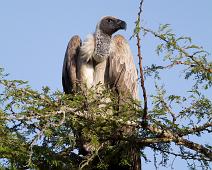 Hvitryggribb   Gyps africanus, Lake Mburo NP, White-backed Vulture : Gyps africanus, Lake Mburo NP, White-backed Vulture