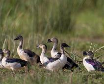 Kamand i flokk   Comb Duck, Murchinson Falls NP, Sarkidiornis melanotos : Comb Duck, Murchinson Falls NP, Sarkidiornis melanotos