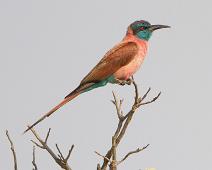 Karminbieter   Merops nubicus, Murchinson Falls NP, Northern Carmine Bee-eater : Merops nubicus, Murchinson Falls NP, Northern Carmine Bee-eater
