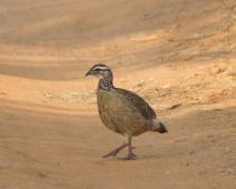 Krattfrankolin   Crested Francolin, Francolinus sephaena, Krattfrankolin, Murchinson Falls NP : Crested Francolin, Francolinus sephaena, Krattfrankolin, Murchinson Falls NP