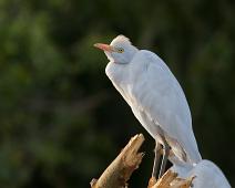 Kuhegre   Cattle Egret (Bubulcus ibis), Kuhegre, Murchinson Falls NP : Cattle Egret (Bubulcus ibis), Kuhegre, Murchinson Falls NP