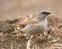 Landsbyspurv   Gray-headed Sparrow, Landsbyspurv, Passer griseus, Queen Elizabeth NP : Gray-headed Sparrow, Landsbyspurv, Passer griseus, Queen Elizabeth NP